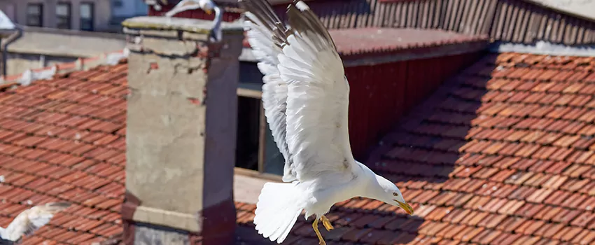 Residential Chimney Animal Removal Solution in Aldine, TX