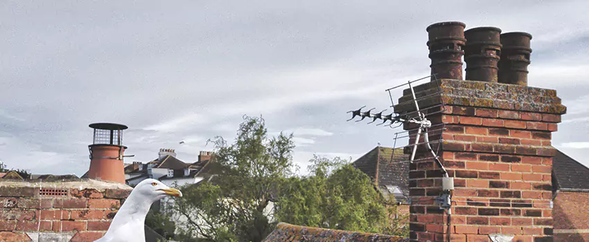 Chimney Cleaning And Restoration in Aldine, Texas